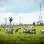 Los Campos electromagnéticos y la Salud